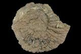 Pyrite Encrusted Ammonite Fossil - Russia #181239-1
